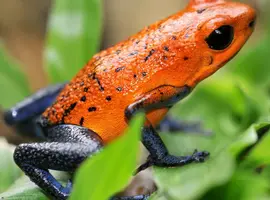 Highlights of Costa Rica 2027 - 8 Days