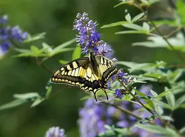Walking the Corfu Trail (South) - 8 Days