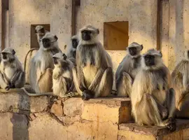 Upgraded - Highlights of Northern India - 10 Days