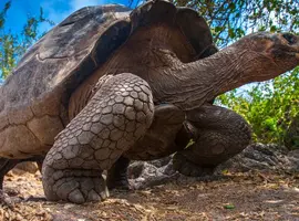 Galapagos Express - Central & West Islands aboard the Archipel I - 7 Days