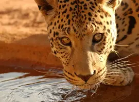 Namibia Lodge Safari - 12 Days