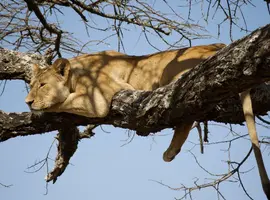 Serengeti Wildlife Experience 2027 - 8 Days