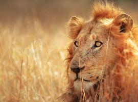 South Africa Highlights 2025 Hermanus itinerary - 14 Days