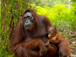 Borneo Wildlife Highlights 2025 - 15 Days