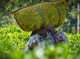 Upgraded - South India: Kerala to Goa 2025 - 12 Days