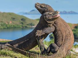 Discover Bali, Flores and Komodo Islands 2025 - 12 Days