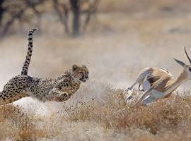 Upgraded - Highlights of Namibia - 14 Days