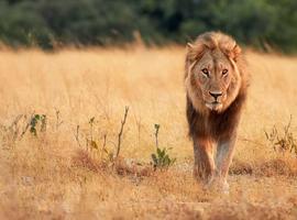 Botswana Wildlife Safari 2026 - 14 Days