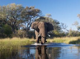 Family Botswana and Zimbabwe Safari Adventure 2026 - 12 Days