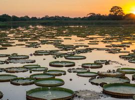 Brazilian Amazon by Boat 2026 - 14 Days