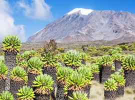 Kilimanjaro - Lemosho Trek - 10 Days