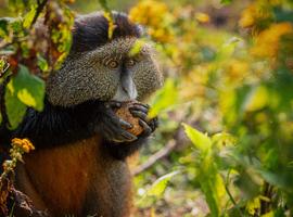 Uganda and Rwanda Gorilla Discovery 2026 - 10 Days