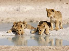 Namibia Lodge Safari - 12 Days
