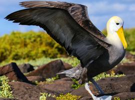 Galapagos - Central, North, South and East Islands aboard the Archipel I - 10 Days