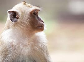 Family Vietnam, Cambodia & Thailand Journey 2026 - 14 Days