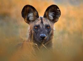 Zimbabwe and Botswana Wildlife Safari 2026 - 14 Days