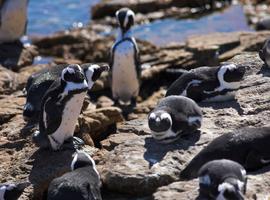 South Africa's Garden Route 2026 - 12 Days