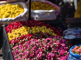 Cycle South India - Tamil Nadu to Kerala 2026 - 14 Days