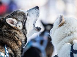 Finnish Lapland Winter Adventure 2027 - 6 Days