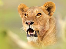 Botswana Wildlife Safari 2027 - 14 Days