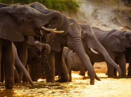 Upgraded - Botswana Wildlife Safari 2027 - 12 Days