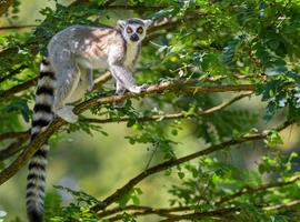 Madagascar: The Lost Continent 2027 - 15 Days