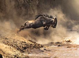 Upgraded - Highlights of Kenya 2027 - 8 Days