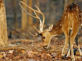 India Tiger Safari 2027 - 15 Days