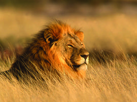 Family South Africa Safari and Beach Adventure 2027 - 13 Days