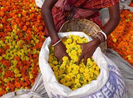 Kolkata to Amritsar 2027 - 15 Days