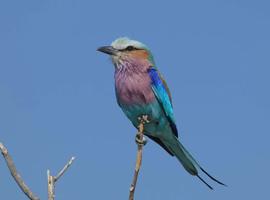 Upgraded - Botswana Wildlife Safari 2026 - 12 Days