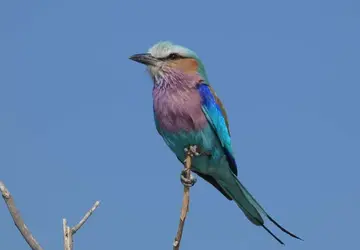 Image 1 of 15