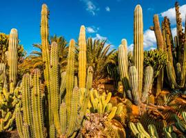 Canary Islands Walking - Gran Canaria 2026 - 8 Days