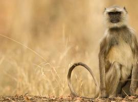 India Tiger Safari 2026 - 15 Days