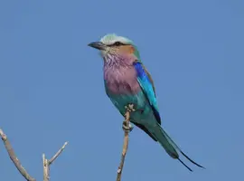 Upgraded - Botswana Wildlife Safari 2027 - 12 Days