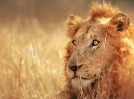 South Africa Highlights 2027 - 14 Days