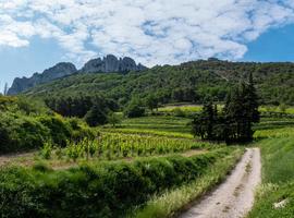 Walking in Provence 2027 - 8 Days