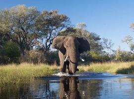 Family Botswana and Zimbabwe Safari Adventure 2027 NEW - 10 Days