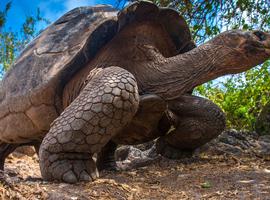 Galapagos - Central, South & East Islands aboard the Archipel I - 10 Days