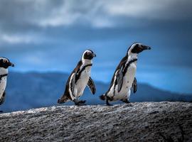 Family South Africa’s Garden Route and Safari 2025 - 12 Days