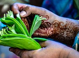 A Taste of Southern India - Temples and Tea Plantations - 9 Days