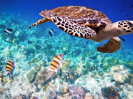 Maldive Dhoni Cruise - 8 Days