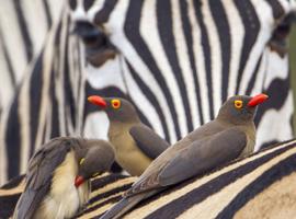 Kruger, Eswatini and South Africa's Garden Route 2025 - 21 Days