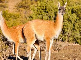 Best of Argentina, Bolivia and Chile - 13 Days