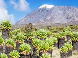 Kilimanjaro - Lemosho Trek - 10 Days