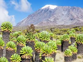 Kilimanjaro - Lemosho Trek + Safari Extension - 13 Days