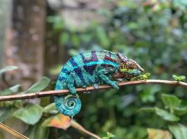 Madagascar Wilderness Trek - 15 Days