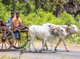 Family Highlights of Sri Lanka West Coast - 9 Days