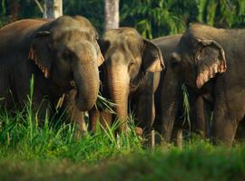 Elephant Hills Jungle Safari, Khao Sok - 3 Days