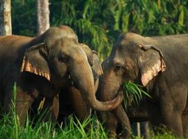Jungle and Lake Camp Safari - 4 Days